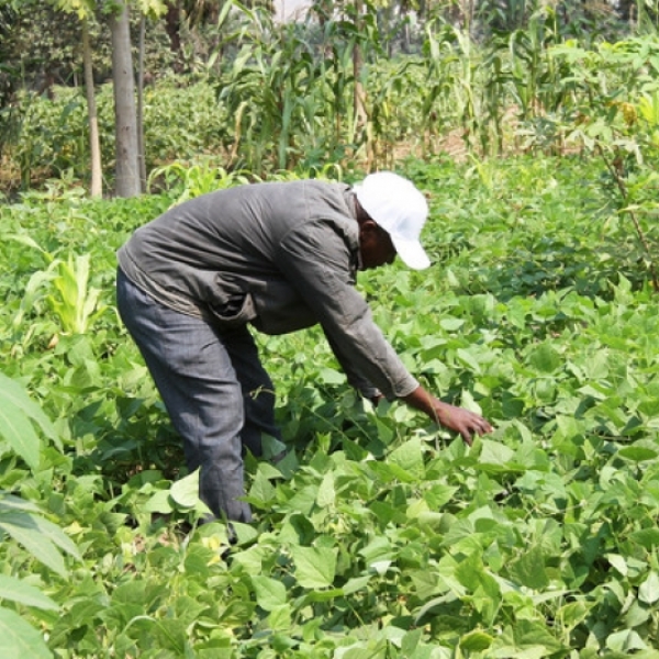 Uíge colhe mais de seis milhões de toneladas de produtos agrícolas 