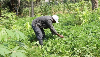 Uíge colhe mais de seis milhões de toneladas de produtos agrícolas 