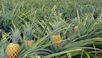 Produção Nacional: Comerciantes geram lucros altos com a venda de ananás nos mercados 