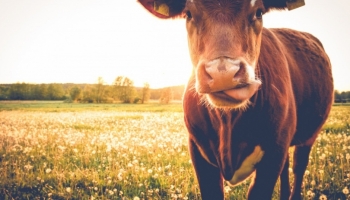 Efectivo pecuário do Cuanza-Norte atinge mais de 214 mil animais